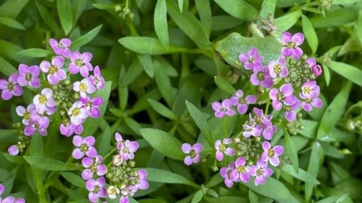 Viral Optical Illusion Photo: Find Out Hidden frog from Picture in Few Seconds Illusion to Test Your