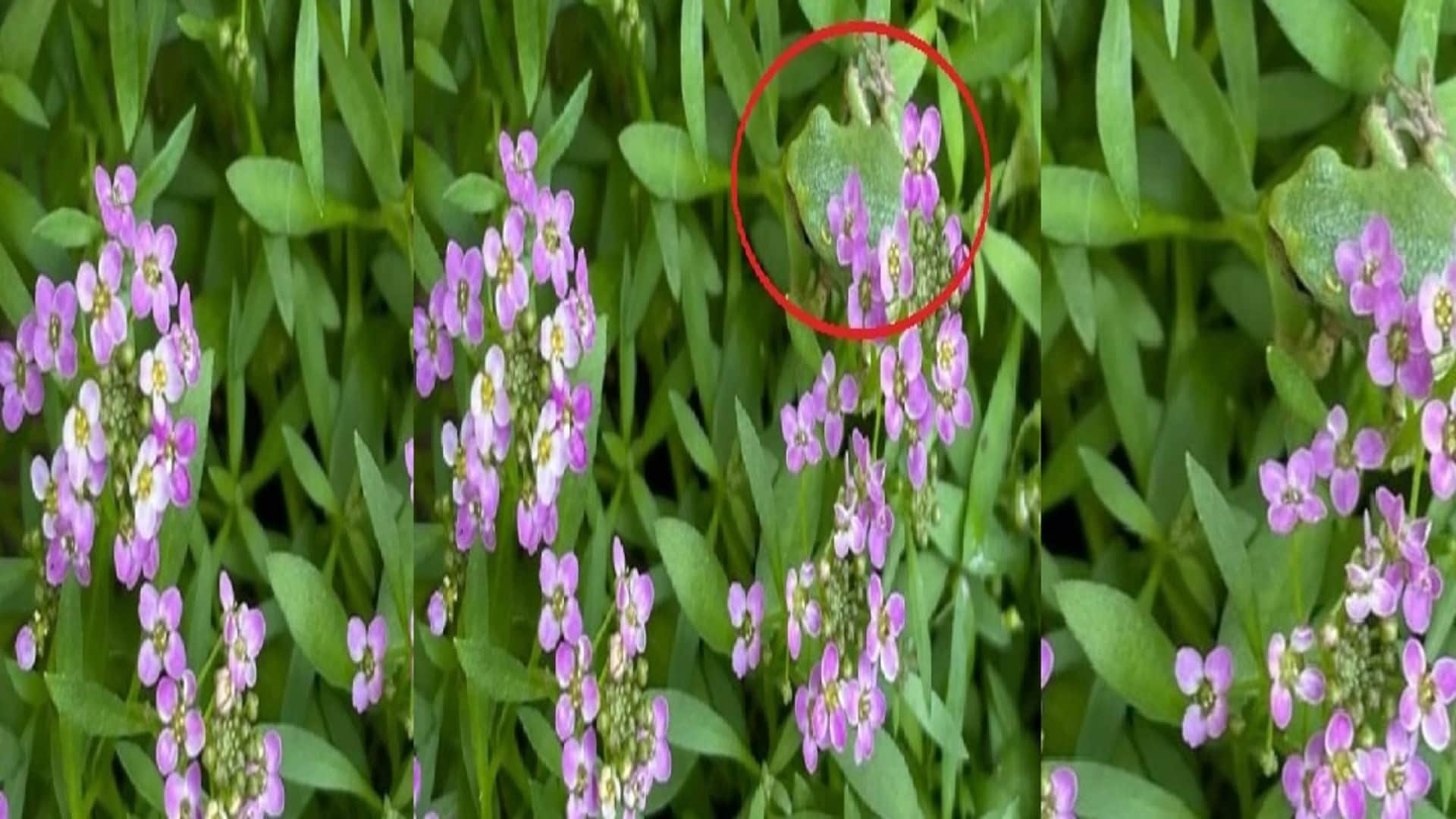 Viral Optical Illusion Photo: Find Out Hidden frog from Picture in Few Seconds Illusion to Test Your