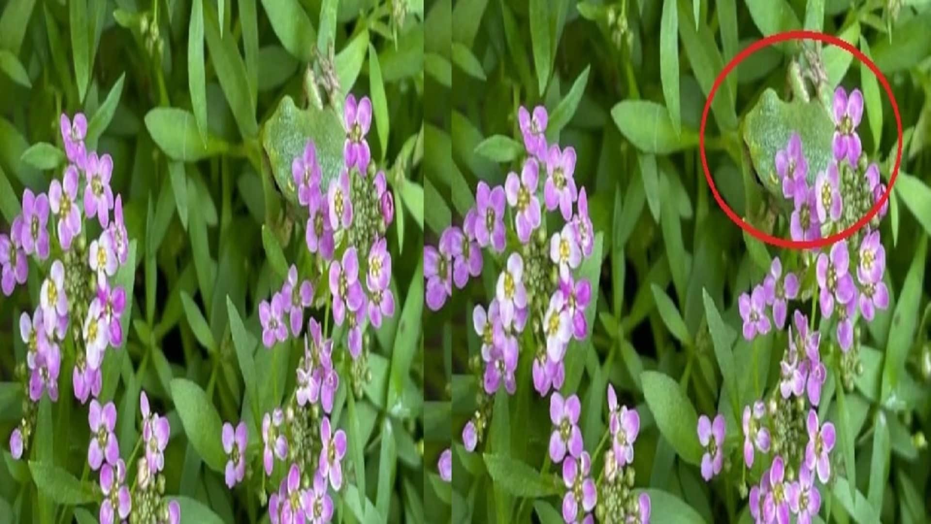 Viral Optical Illusion Photo: Find Out Hidden frog from Picture in Few Seconds Illusion to Test Your