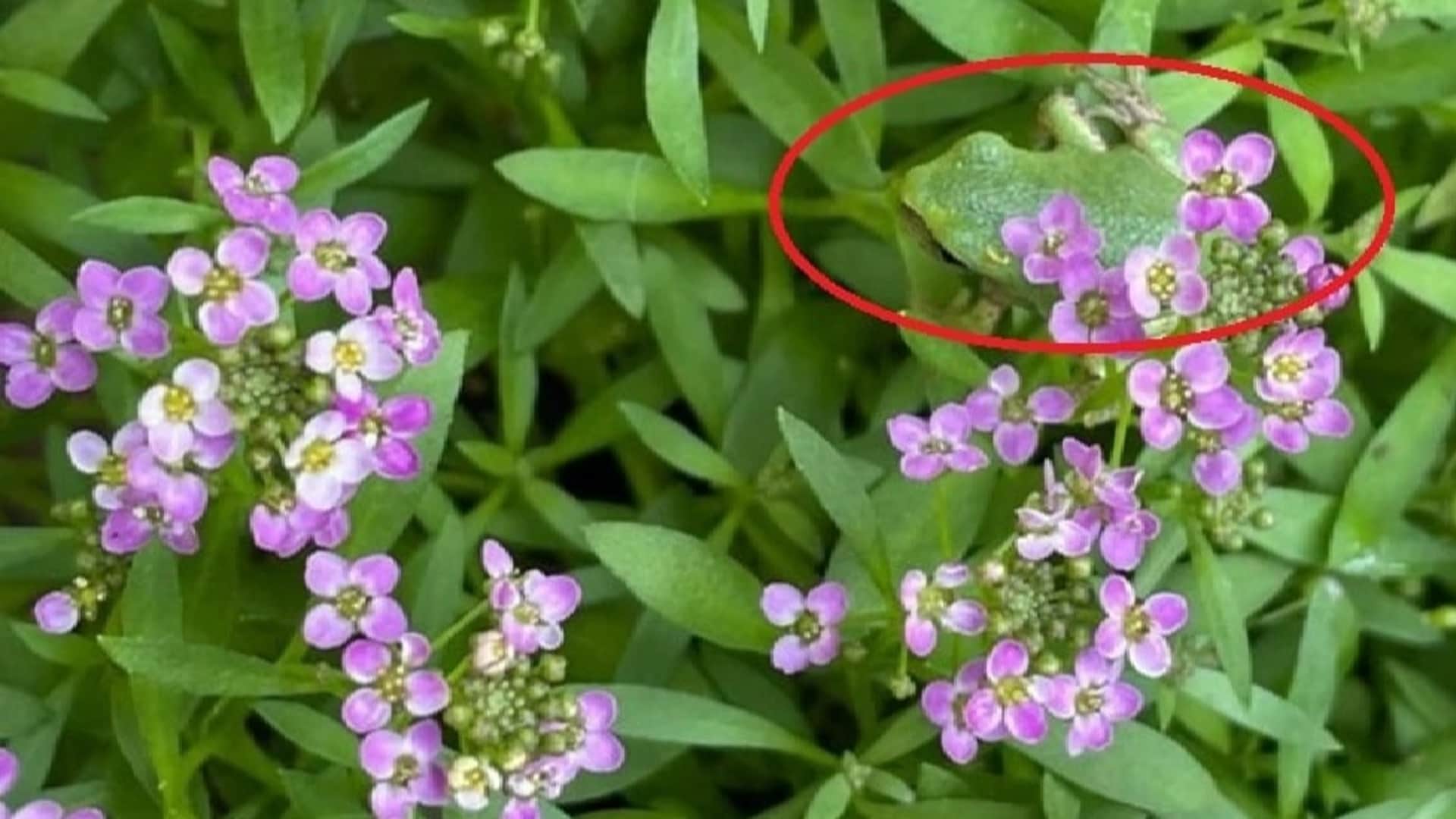 Viral Optical Illusion Photo: Find Out Hidden frog from Picture in Few Seconds Illusion to Test Your