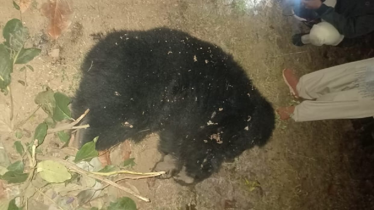 two bears died after being electrocuted for wild boar hunting in chhattisgarh
