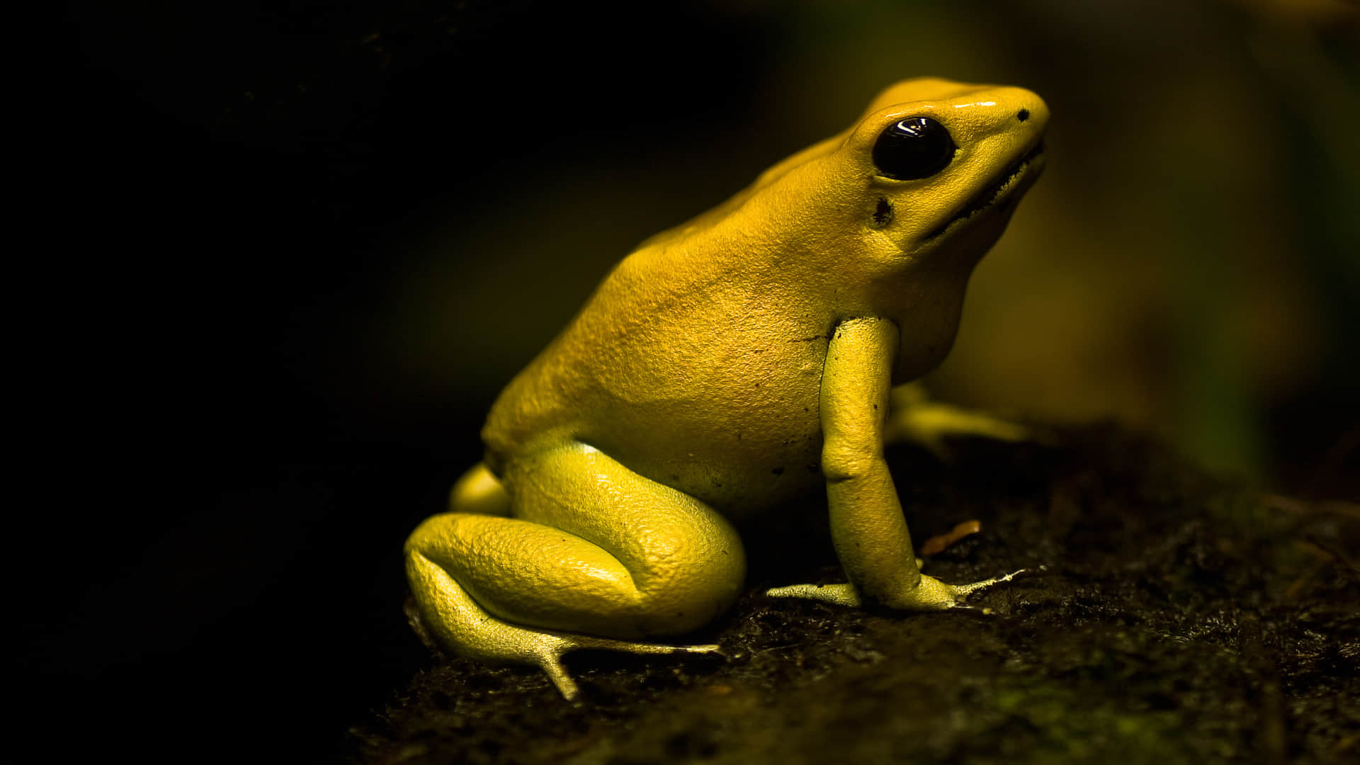 Frog Which Can Kill Humans By Just Touching Read Unknown Facts in Hindi