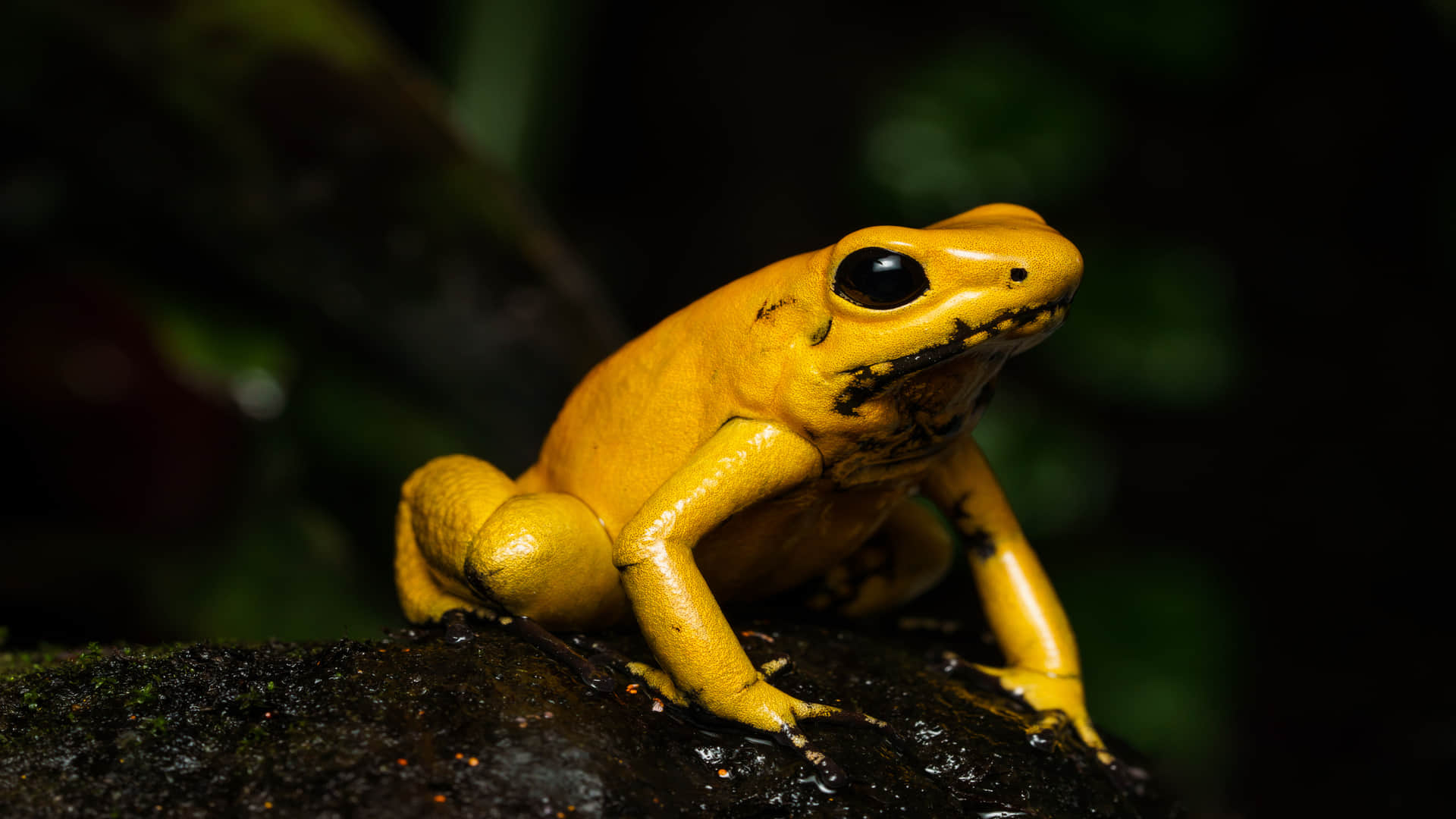 Frog Which Can Kill Humans By Just Touching Read Unknown Facts in Hindi