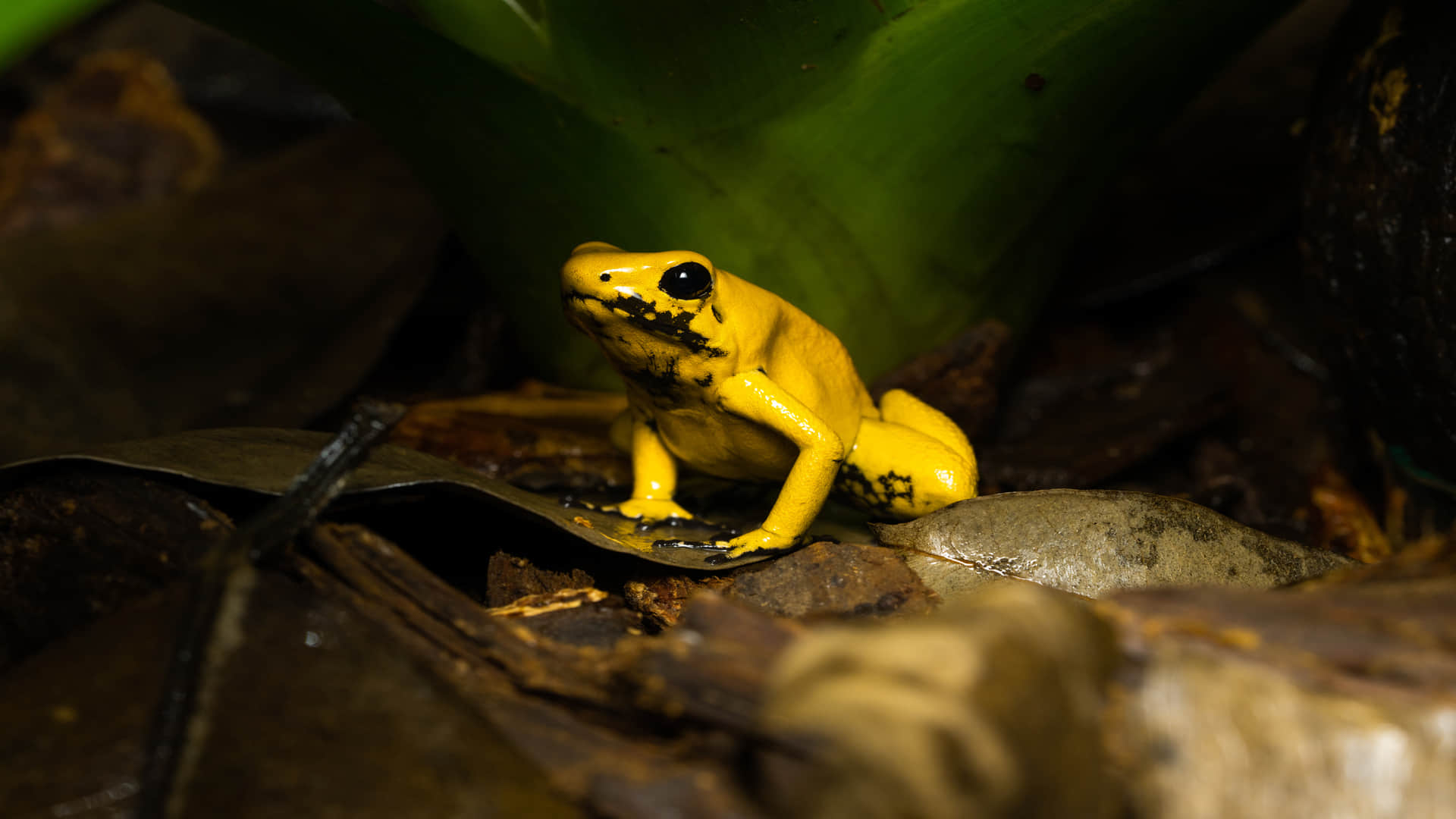 Frog Which Can Kill Humans By Just Touching Read Unknown Facts in Hindi