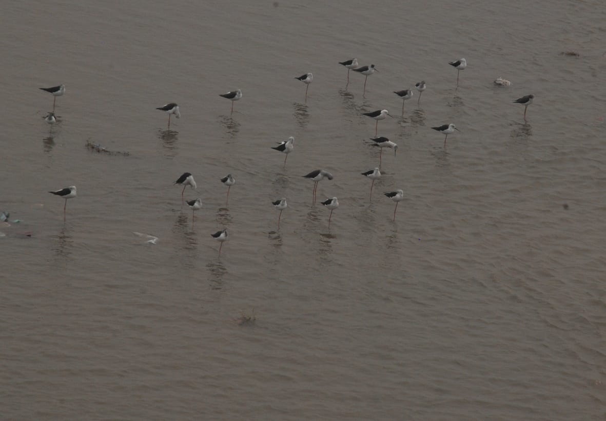 Bird flu: Six teams formed to monitor migratory birds