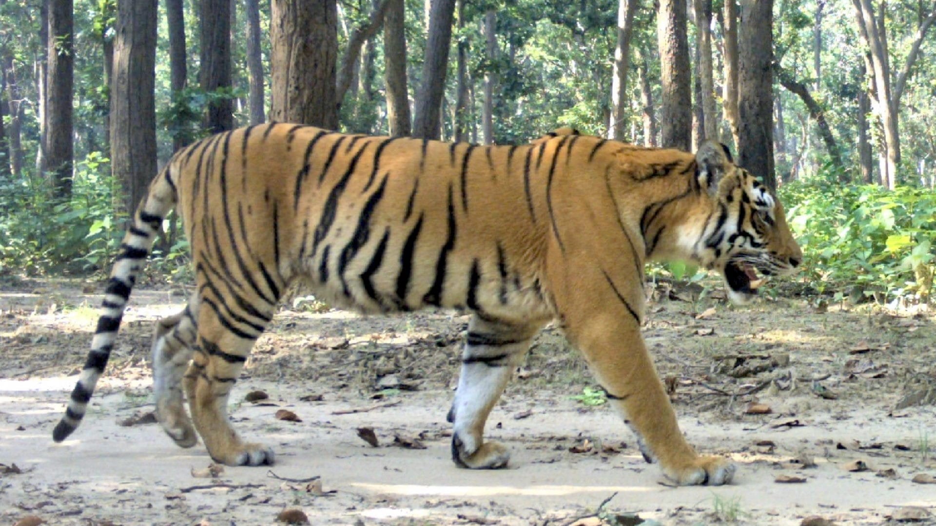 UP News : Forest Department allowed tourism only for day