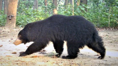 World Endangered Species Day...Many endangered species growing in the forests of Bijnor