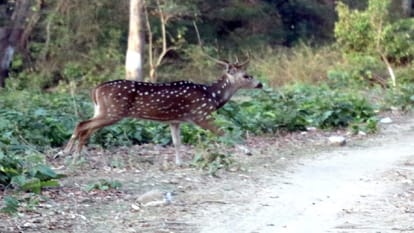 Exclusive: Hyena caught on camera in Bijnor UP after five years, joy among wildlife lovers