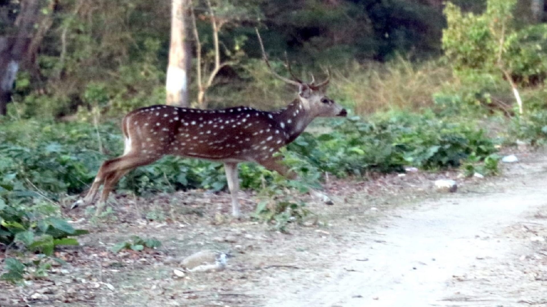 UP News : Forest Department allowed tourism only for day