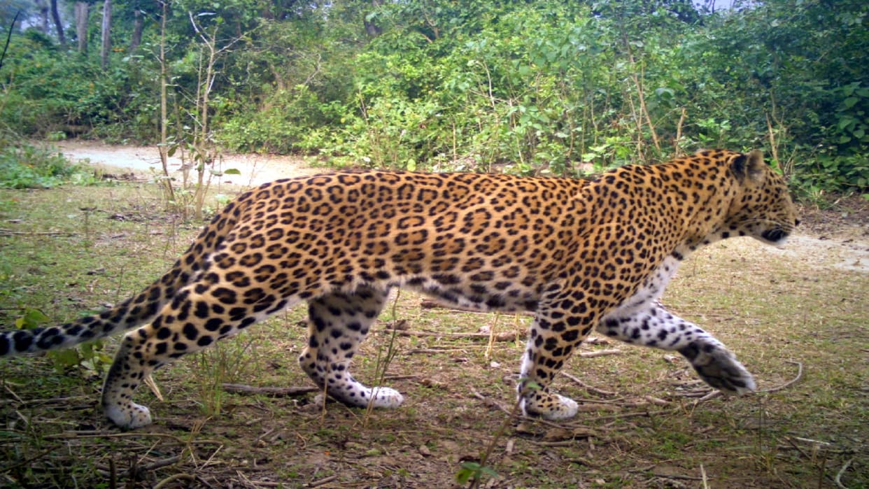 Bijnor : M-stripes app will monitor wildlife and forest workers in Amangarh