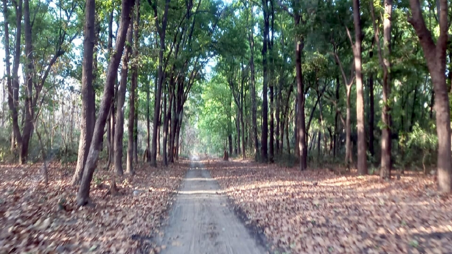 UP News : Forest Department allowed tourism only for day