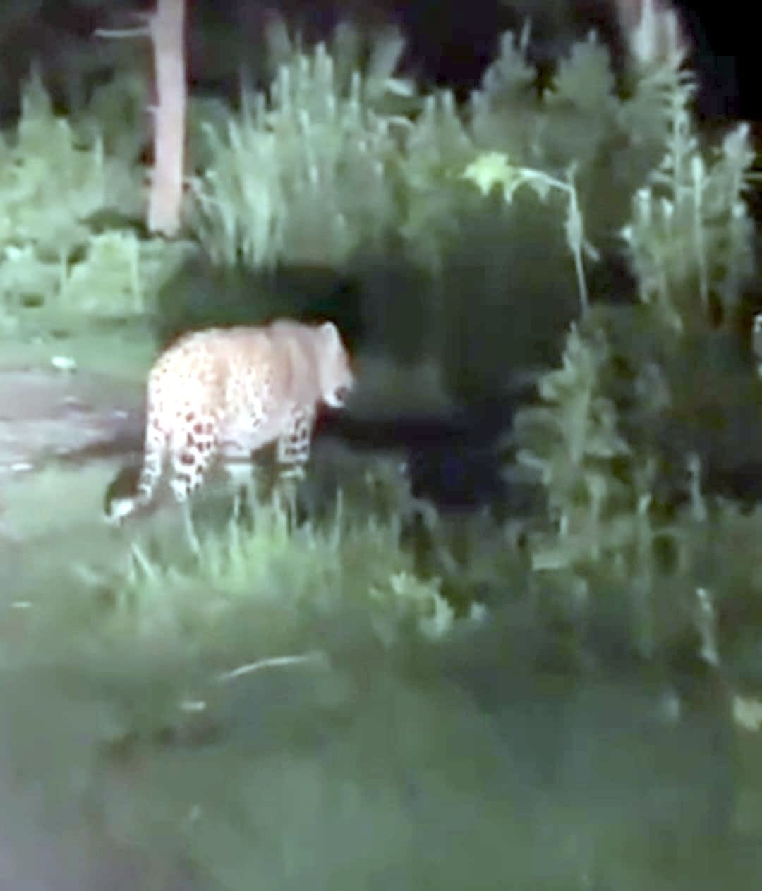 Guldar roaming fearlessly in the population, villagers kept awake all night in fear