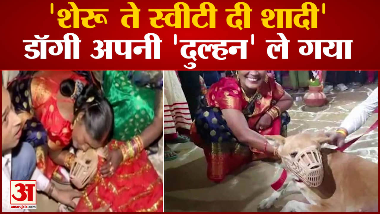 डॉग शादी