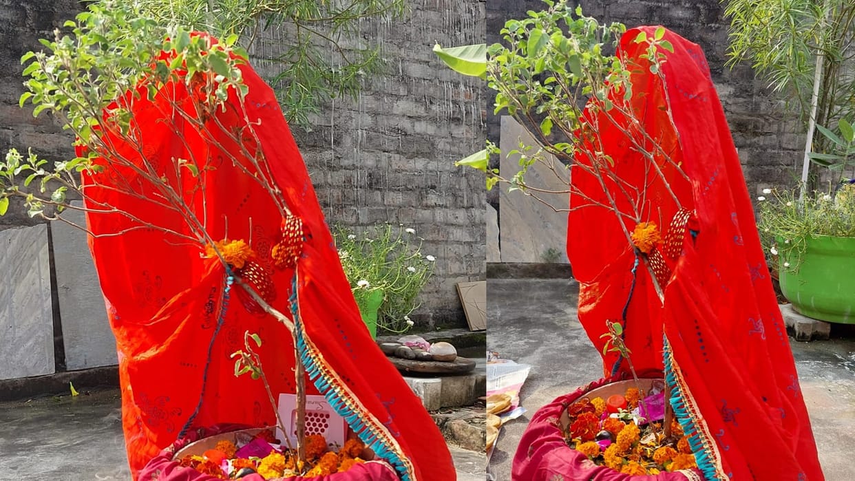 Tulsi Niyam Keep These Things In Mind While Plant Basil Best Pot For Basil Plant in Hindi