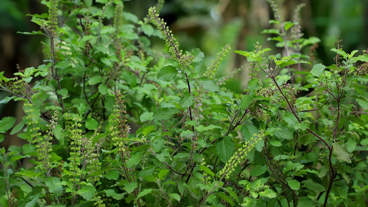 What are the benefits of eating basil leaves check here