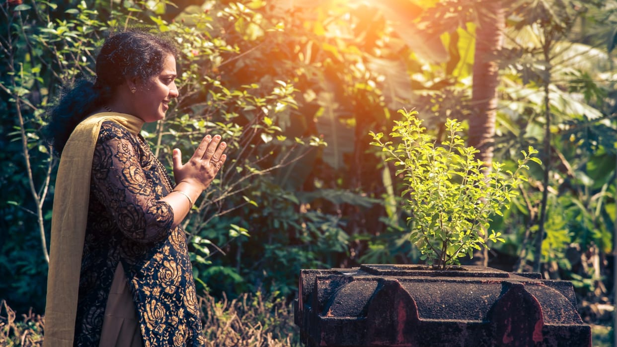 How To Take Care Of Tulsi Plant In Winter Season Sardi Mein Tulsi Ko Kaise Bachaye In Hindi