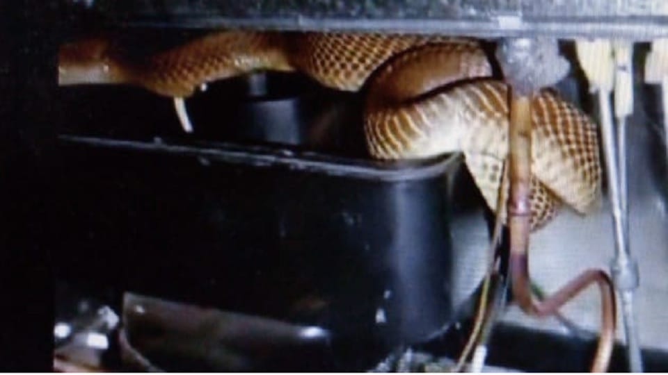 Cobra Snake Rescued From Refrigerator In Karnataka Know What Happens Next