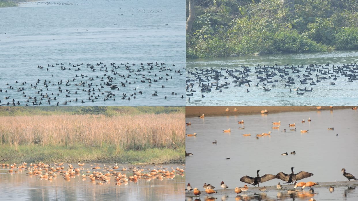 2,400 birds reached Asan Barrage from across seven seas in poanta himachal