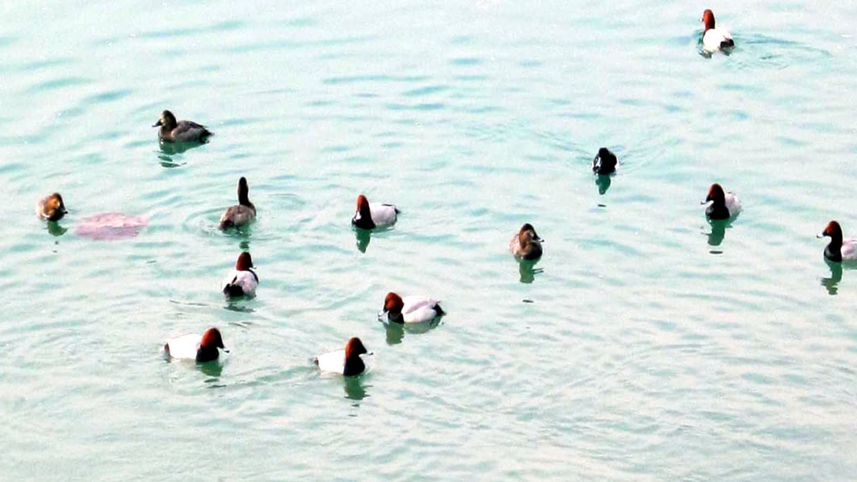 Himachal News: Migratory Birds reached in Beas-Satluj link Sundernagar Reservoir