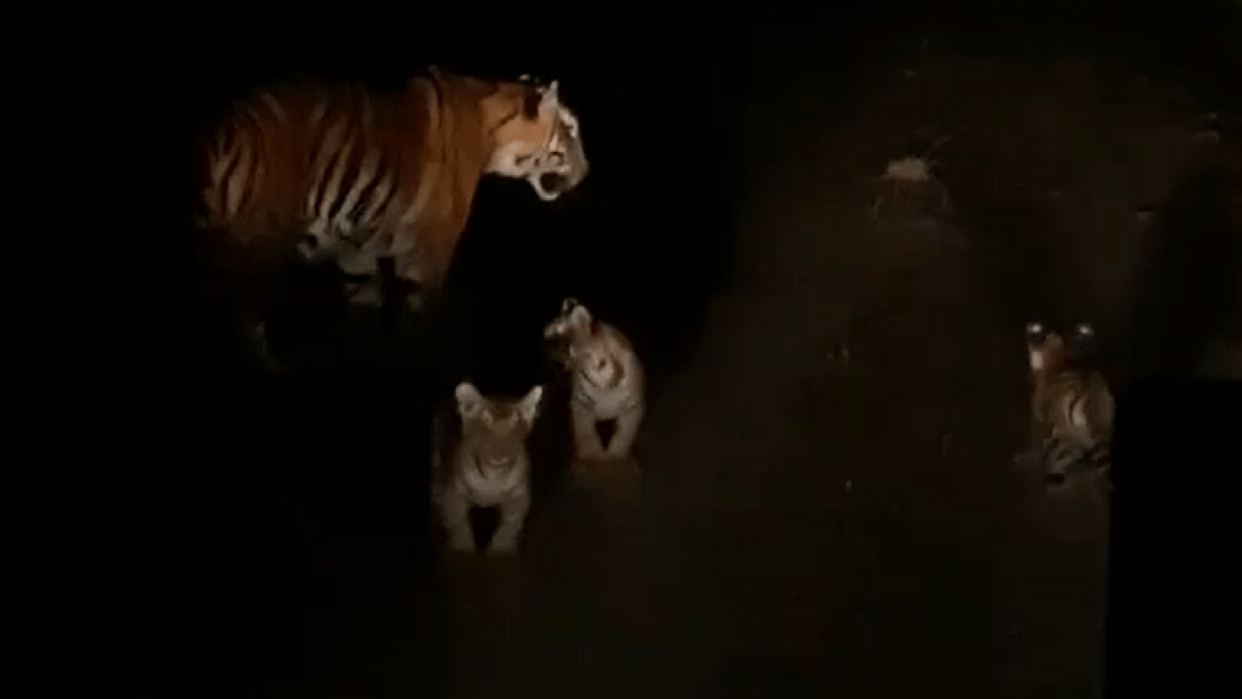 MP News: Tigress came in front of car in Chhindwara with three cubs, panic in rural areas