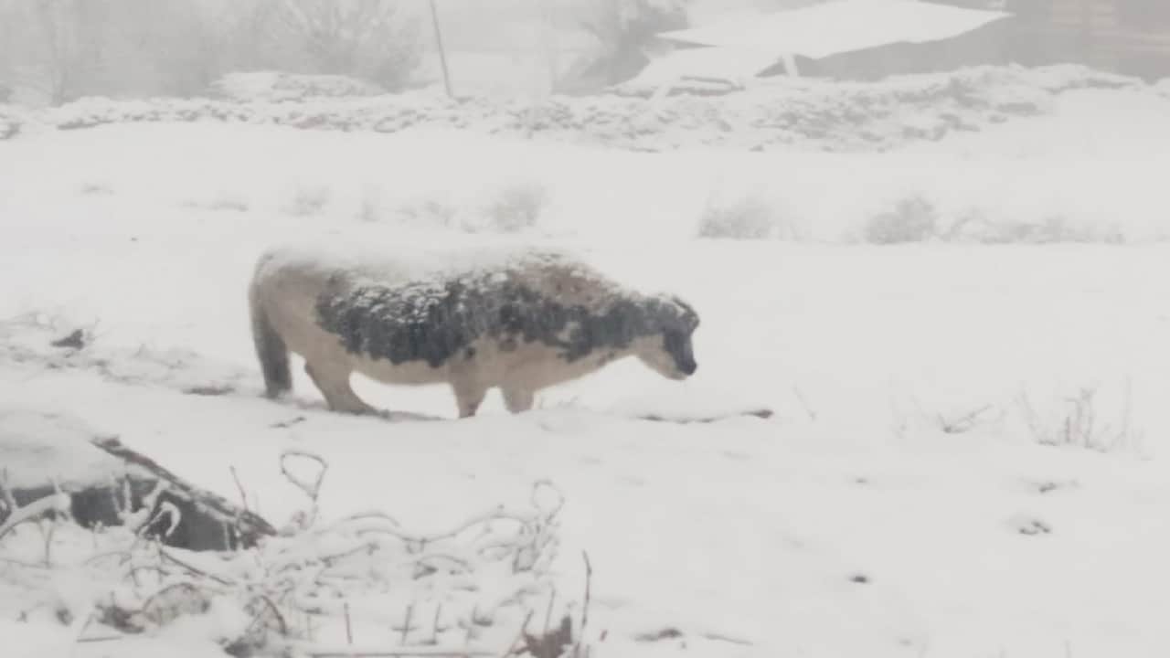 Himachal weather, First snowfall of the season in five tourist places of Himachal including Manali