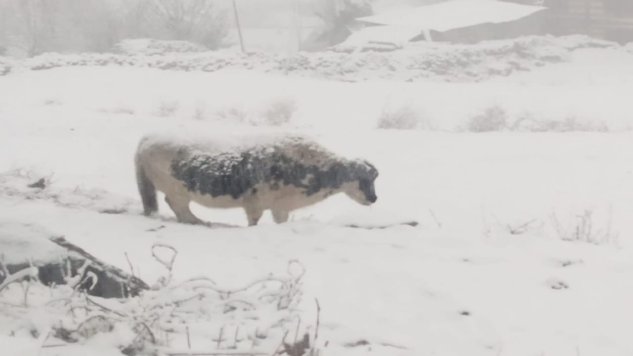 Himachal weather, First snowfall of the season in five tourist places of Himachal including Manali