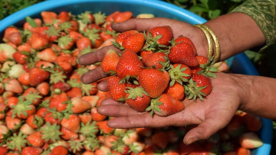 Jammu Kashmir Strawberry cultivation giving employment opportunities to youth