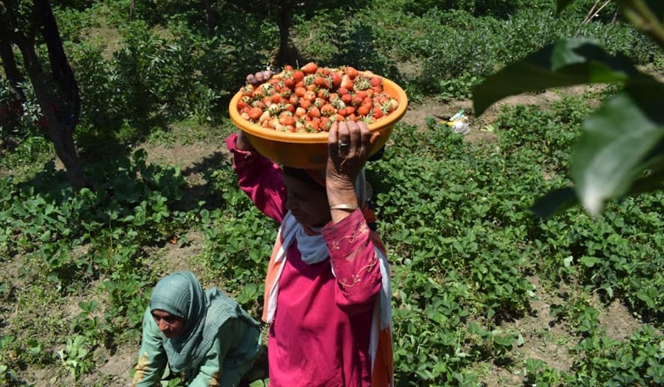 Jammu Kashmir Strawberry cultivation giving employment opportunities to youth