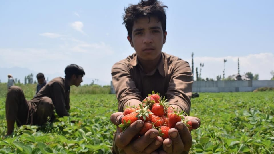 Jammu Kashmir Strawberry cultivation giving employment opportunities to youth