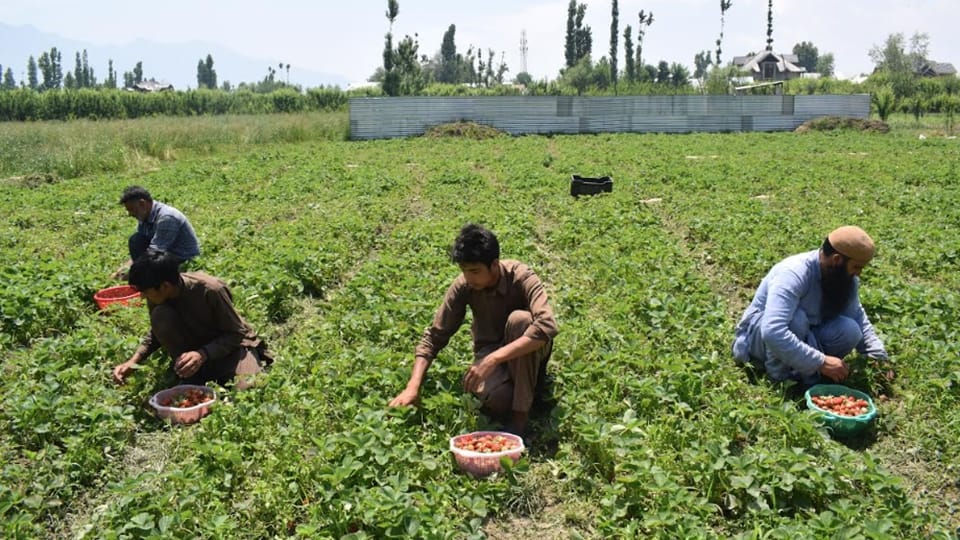 Jammu Kashmir Strawberry cultivation giving employment opportunities to youth