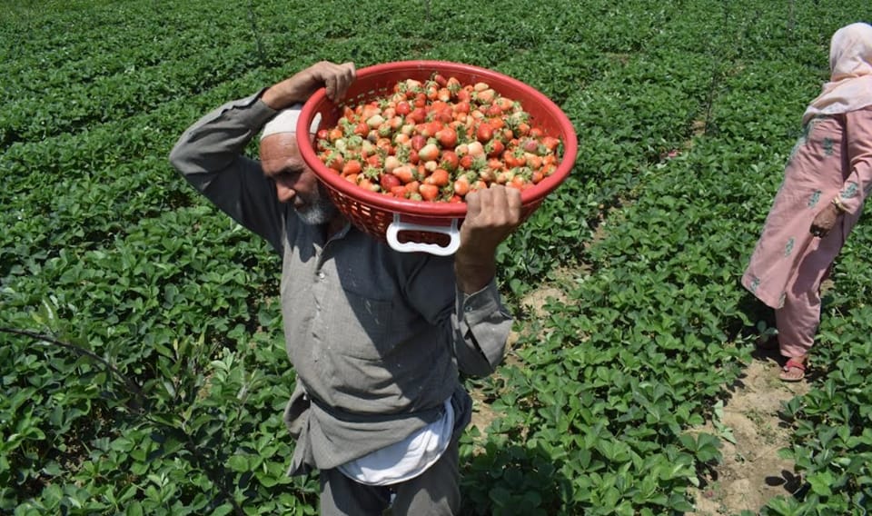 Jammu Kashmir Strawberry cultivation giving employment opportunities to youth