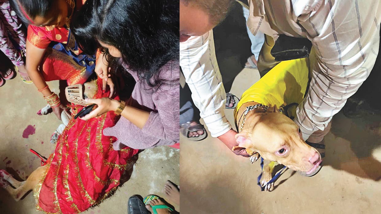 Unique wedding Sehra tied to groom Sheru Sweety dressed like a bride