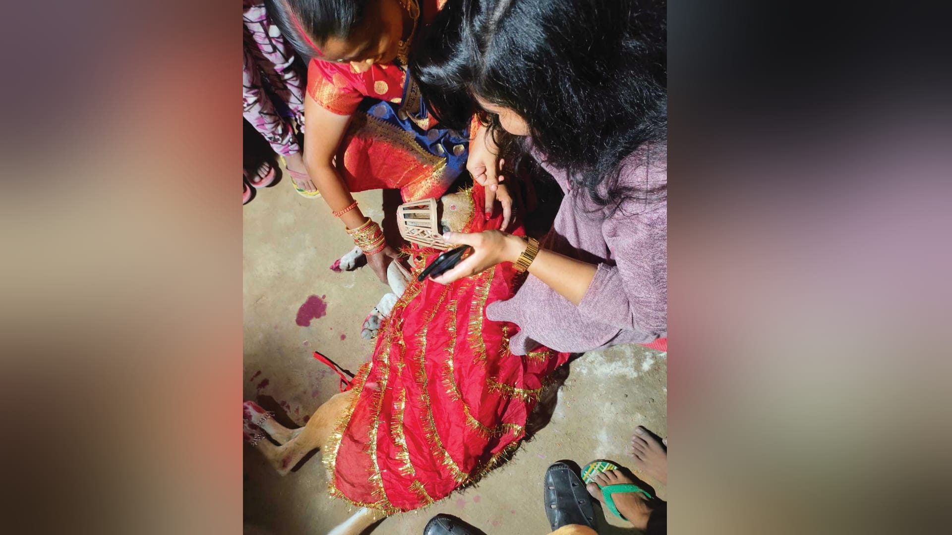 Unique wedding Sehra tied to groom Sheru Sweety dressed like a bride