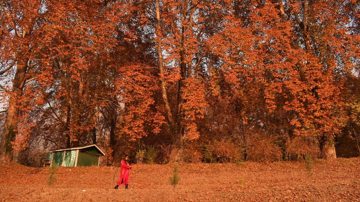 See colors of autumn in Kashmir in photos