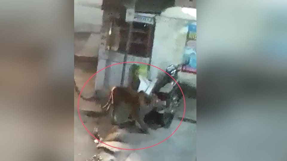 Nainital News: Lawsuit filed against forest guard in Tigress death case