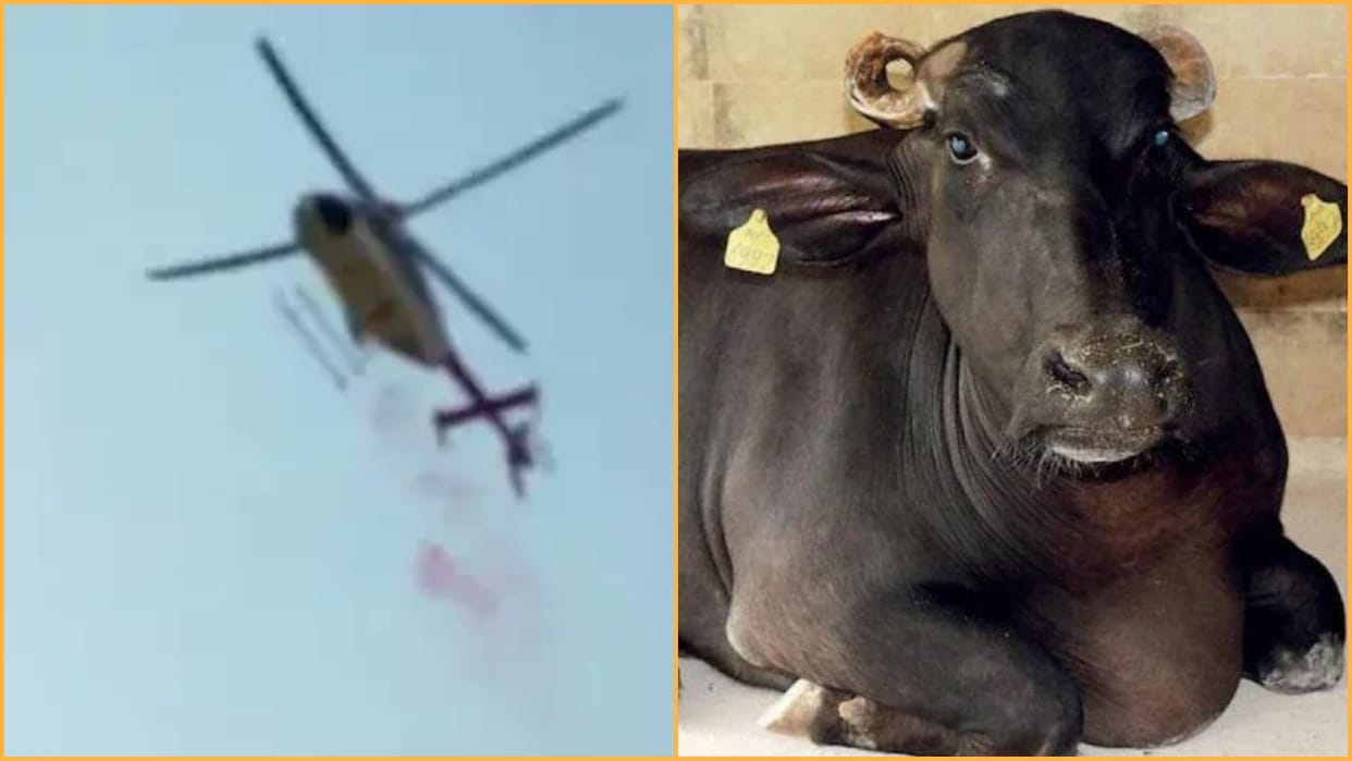 case on Behror Assembly MLA Baljit Yadav after buffalo died due to helicopter