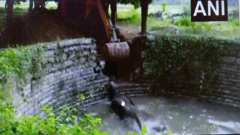 elephant fell in well in Chittoor Andhra Pradesh, watch how rescued