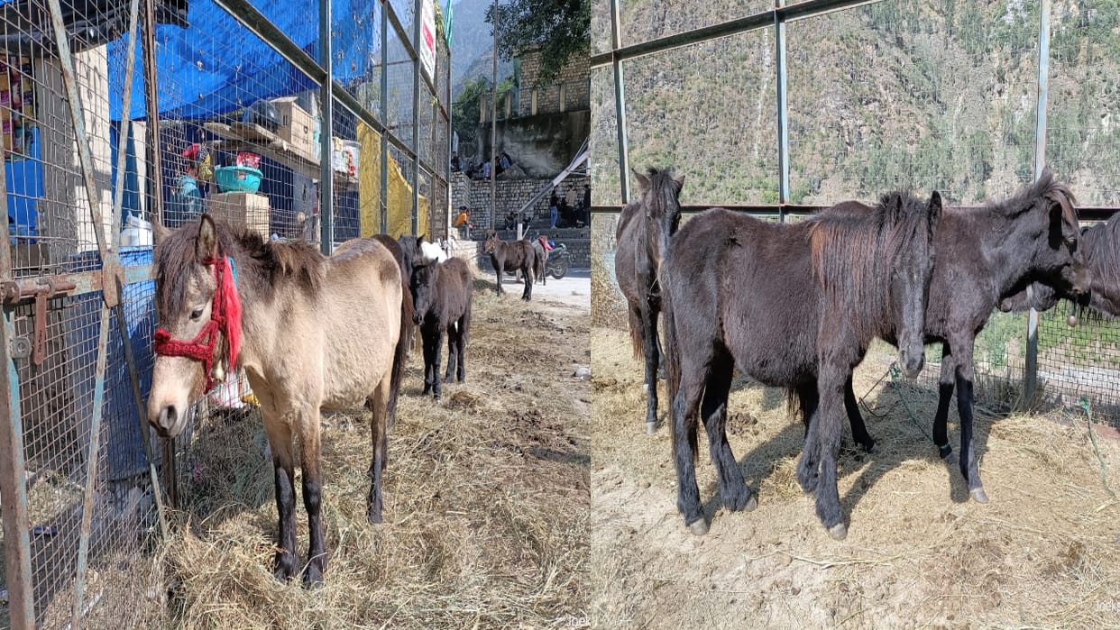 Chamurthi horse  breed is known as the 'ship of the mountain', works easily even in low oxygen, know its quali