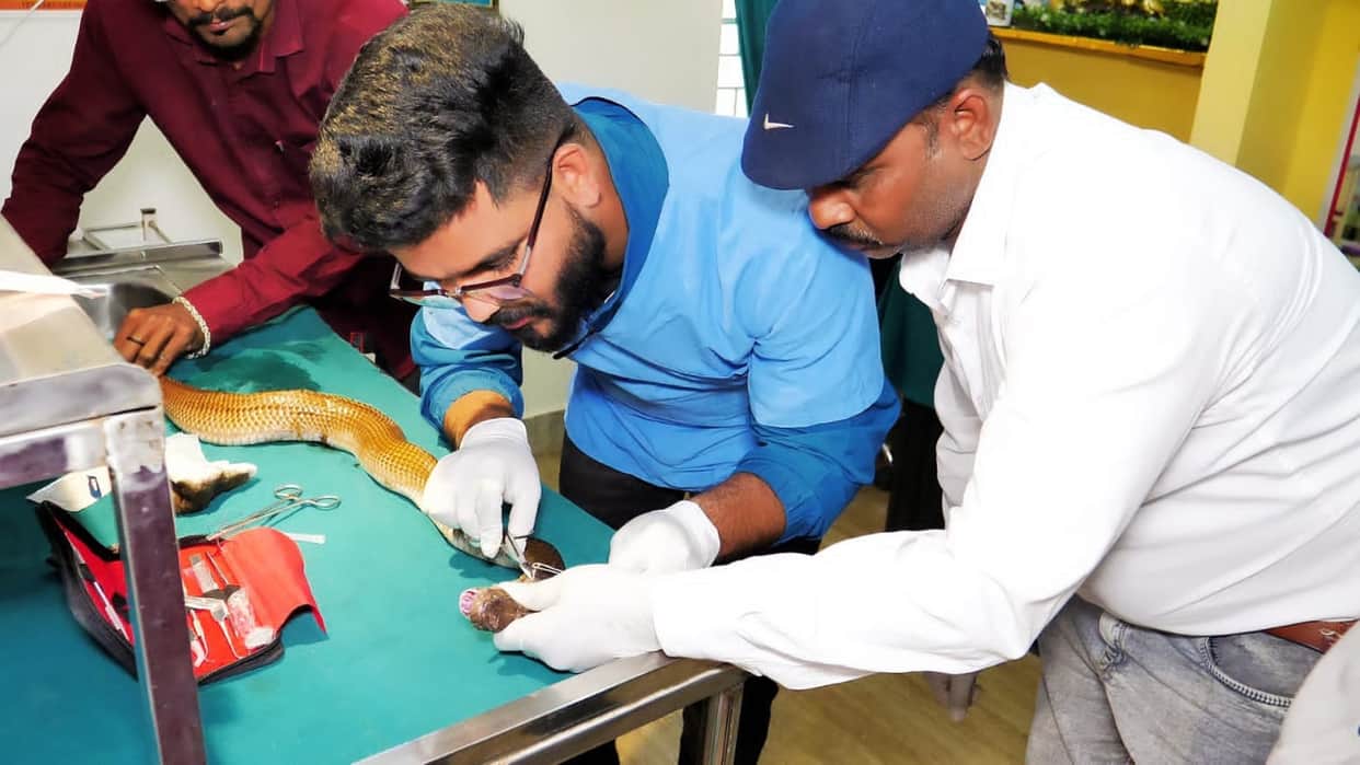 Cobra injured in fight with mongoose in chhindwara veterinarians saved life by doing surgery in 45 minutes