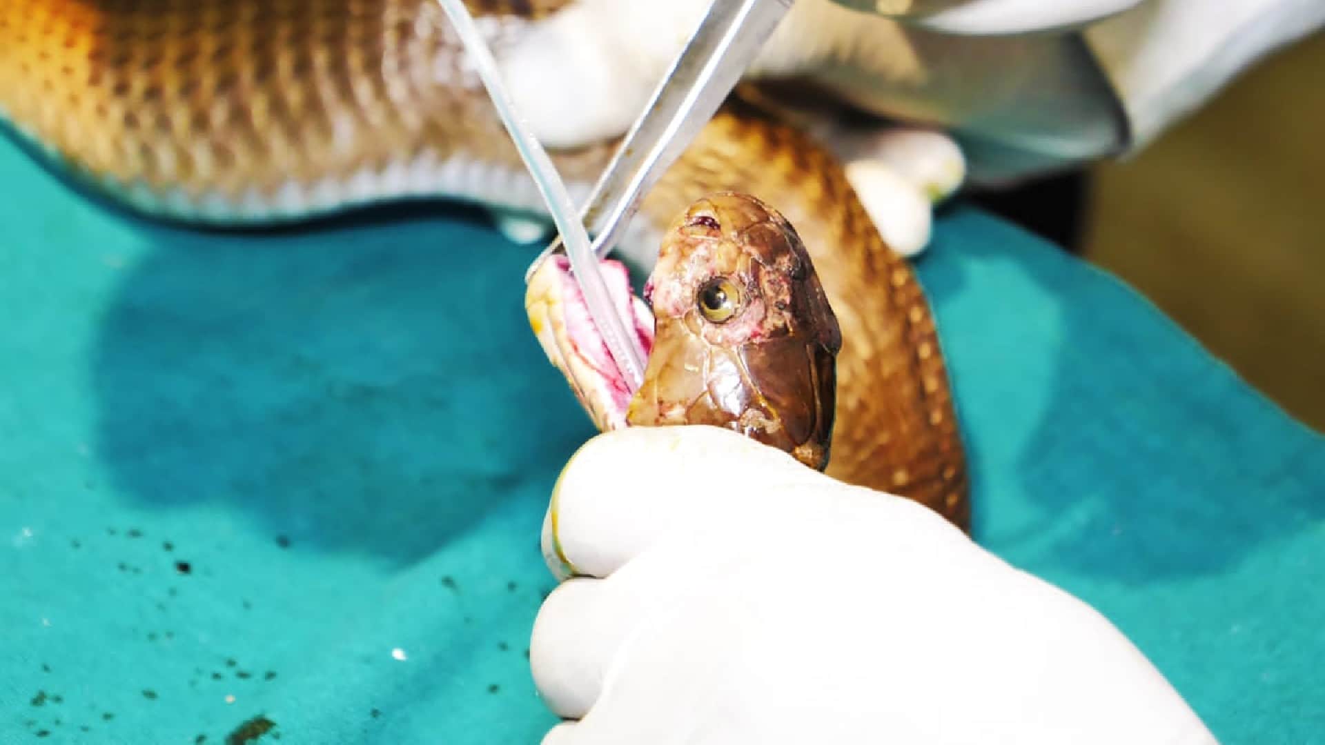 Cobra injured in fight with mongoose in chhindwara veterinarians saved life by doing surgery in 45 minutes