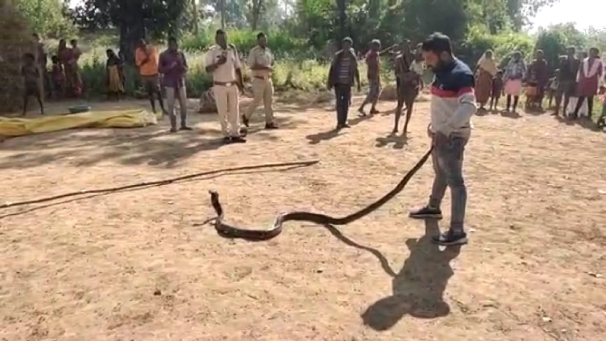 11 feet long king cobra who fell in well was rescued in korba