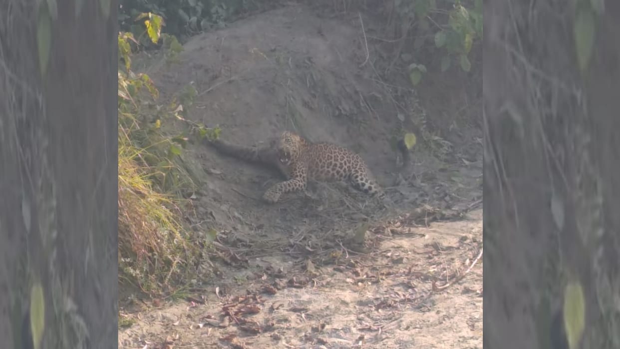 A leopard get caught in a trap in Barabanki