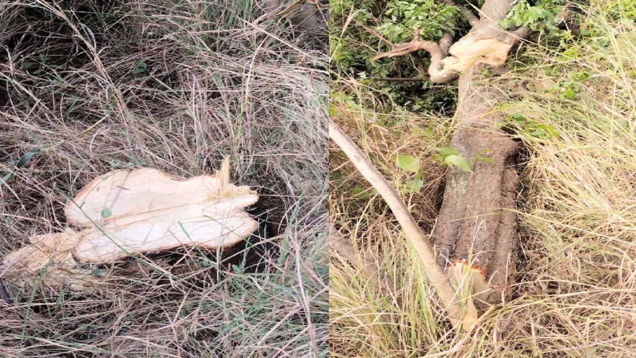 Illicit Felling, Nine sandalwood trees were cut in Bilaspur, accused ran away from the promptness of the peopl
