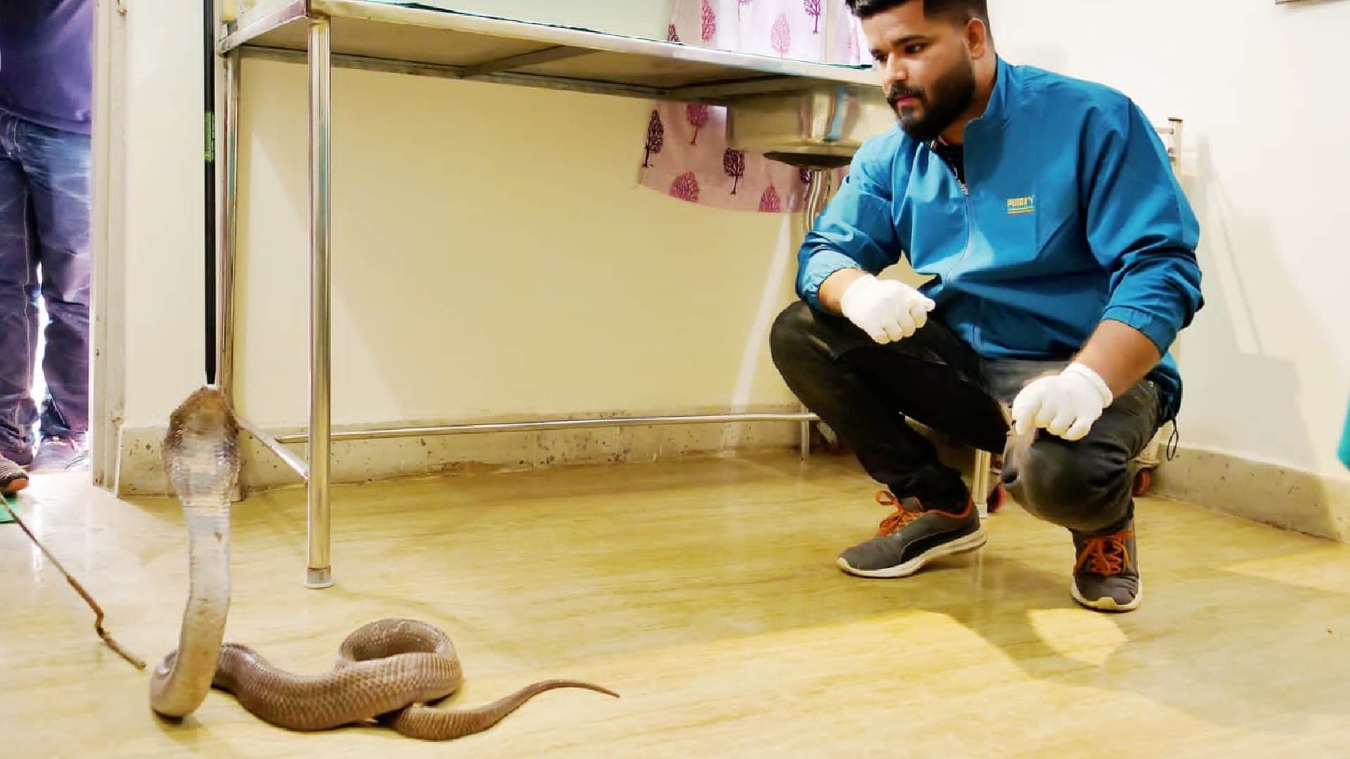 Cobra injured in fight with mongoose in chhindwara veterinarians saved life by doing surgery in 45 minutes