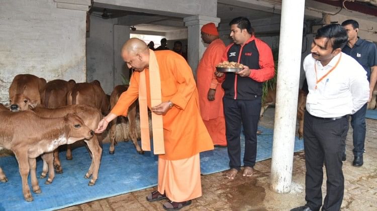 गोशाला में मुख्यमंत्री योगी आदित्यनाथ।