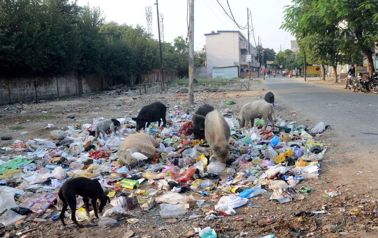 Aligarh: Terror of monkeys, e-rickshaw increased trouble