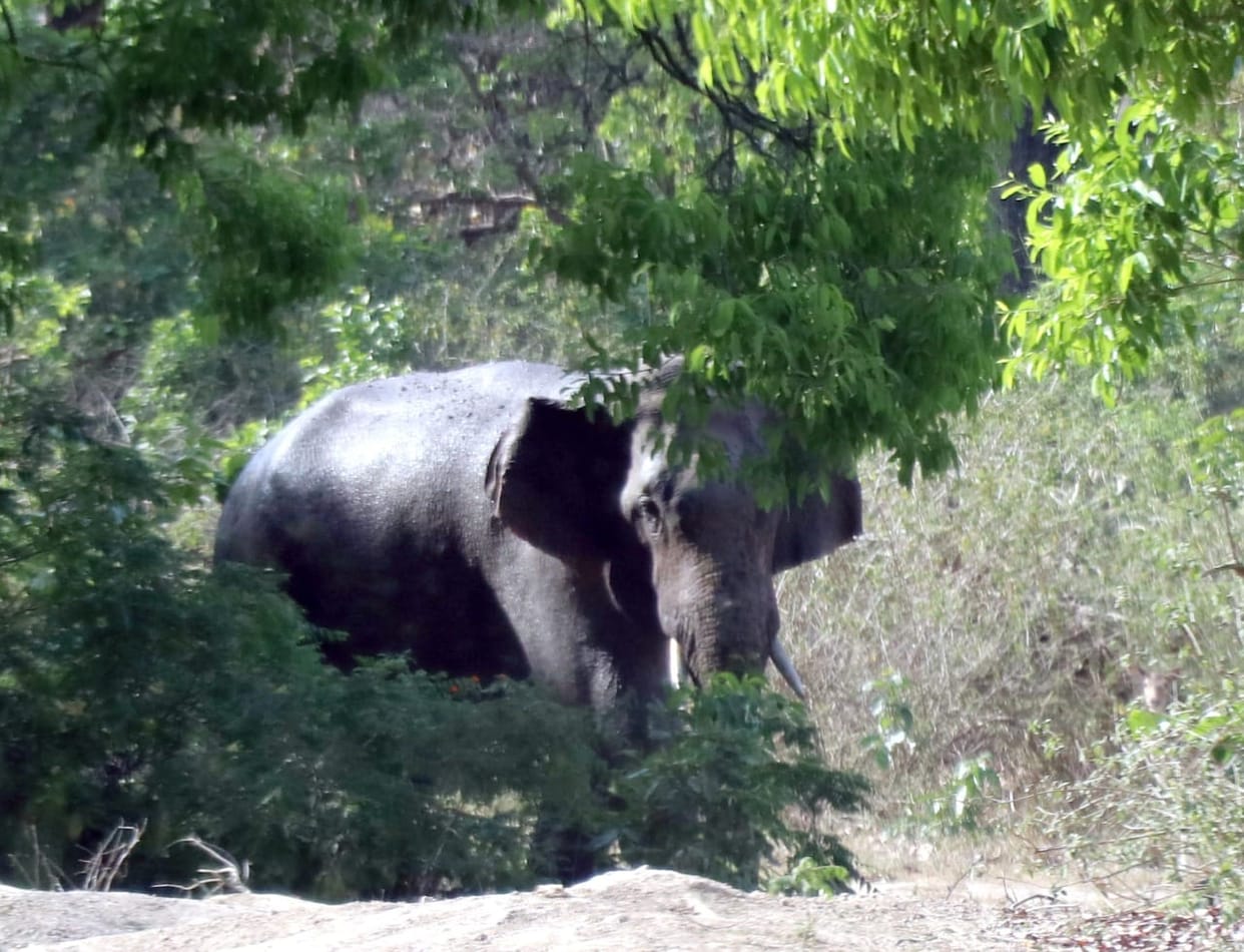 Jungle Safari also started in Amangarh of Bijnor