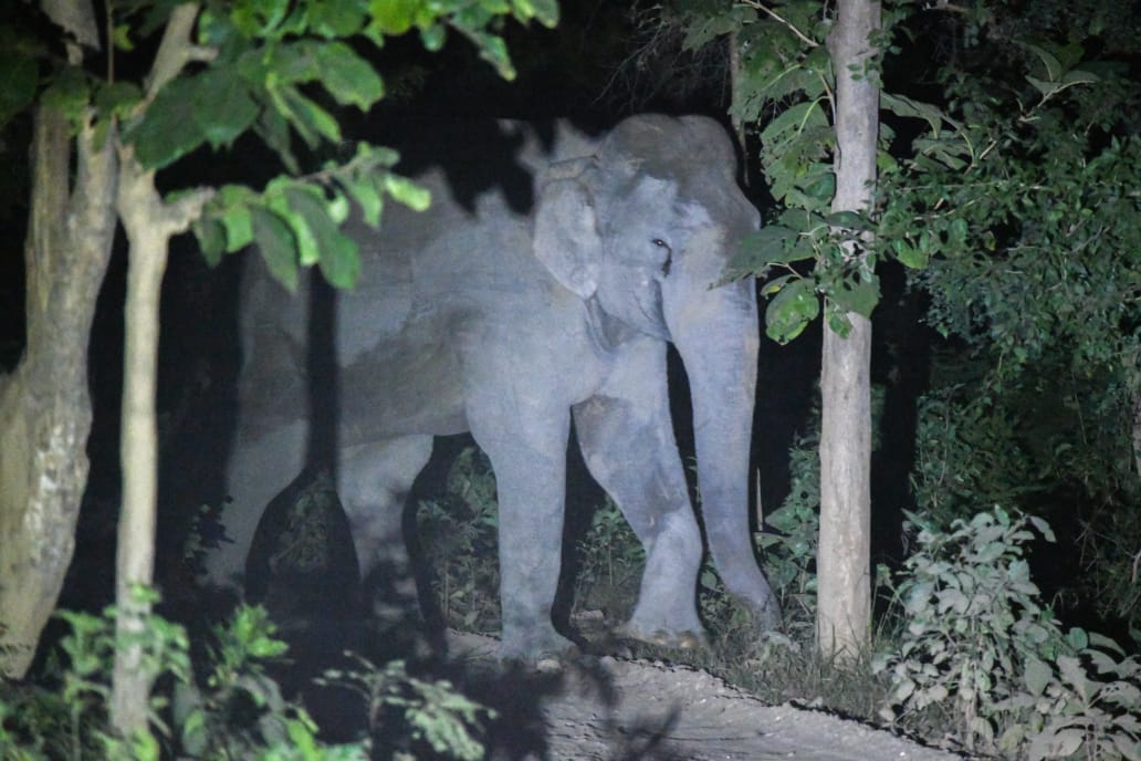 21 tourists did jungle safari, Akhil is the first tourist