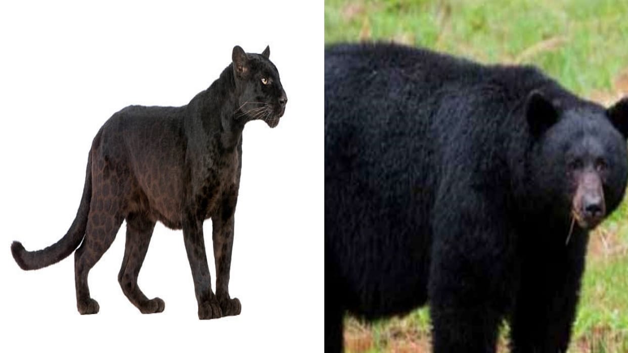 Survey of black leopards and bears in Himachal will be completed in March 2023