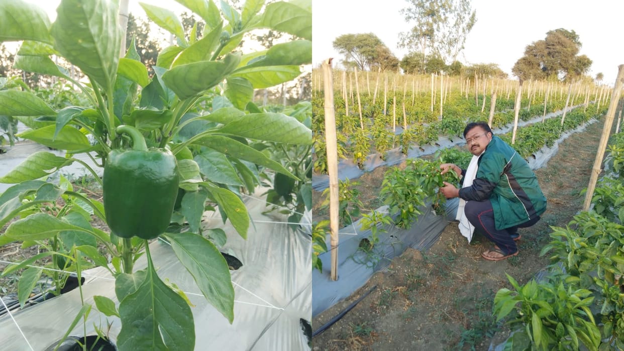 Harshvardhan Majeji Of Shivpuri Left Computer Engineer Job To Become Farmer Know His Success Story